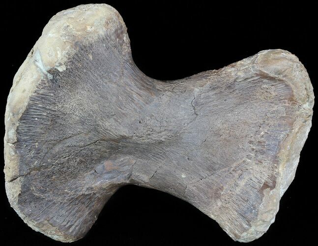 Mosasaur (Platecarpus) Humerus - Kansas #49329